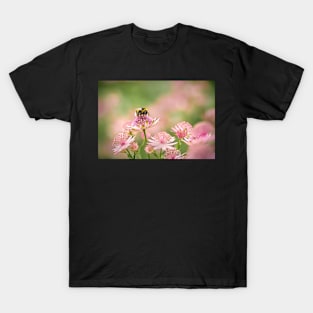 Bee on Pink Astrantia Flowers T-Shirt